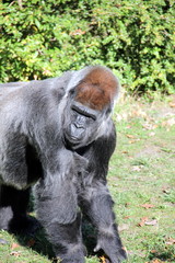 Flachlandgorillas