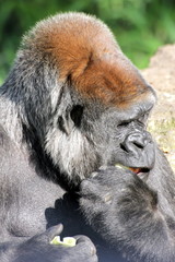 Flachlandgorillas