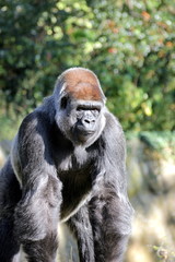 Naklejka premium Flachlandgorillas