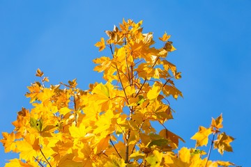 Autumn leaves on branch agains sky