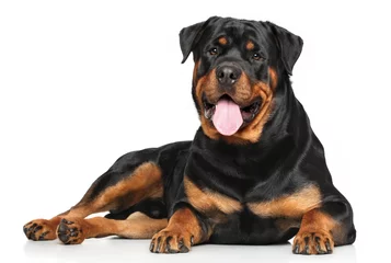Wall murals Dog Rottweiler lying on white background