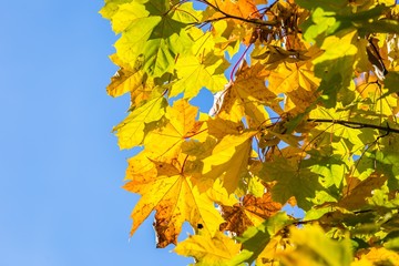Autumn leaves on branch agains sky