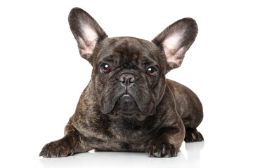 French bulldog on a white background