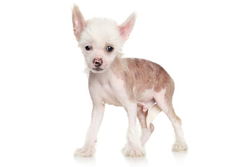 Chinese crested puppy on white background