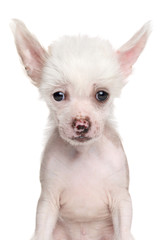 Close-up of Chinese Crested puppy