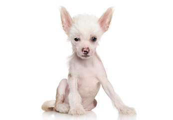 Obraz premium Chinese crested puppy on white background