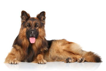 German shepherd dog