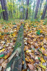 Autumnal forest landscape