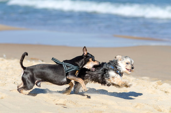Small dogs running on the beach