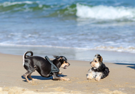 Small dogs playing on the beach