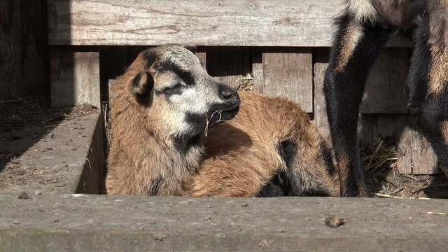 Liegendes Kamerun Lamm