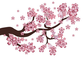 Blooming Sakura Branch