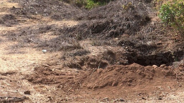 A snake Running in a Forest