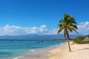 Single coconut palm tree on the beach with sun