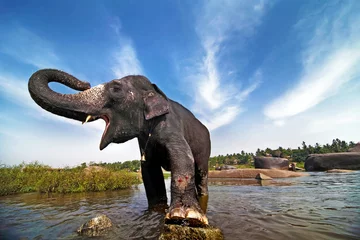Rolgordijnen Indische olifant © diter