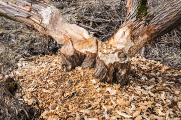 Trees in near water gnawed by beavers.
