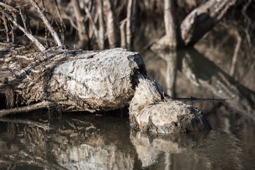 Trees in near water gnawed by beavers.
