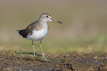 Green Sandpiper