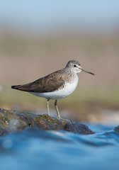 Green Sandpiper