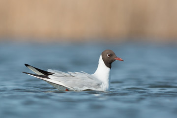 Black-Headed Gull