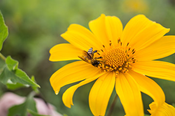 yellow chrysanthemums with a bee focus on bee