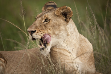 leonessa nel masai mara
