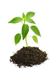 Green pepper sprout in ground.