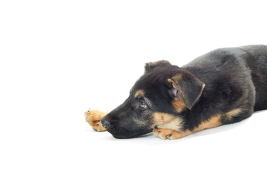 dog on a white background