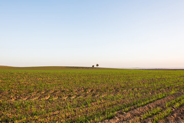 the field scenery