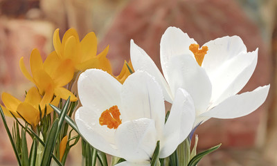 weisse und gelbe Gartenkrokusse