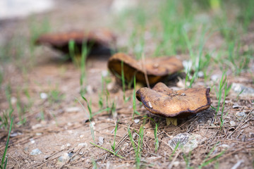 Naklejka premium three growing mushrooms