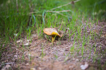 growing mushroom close-up