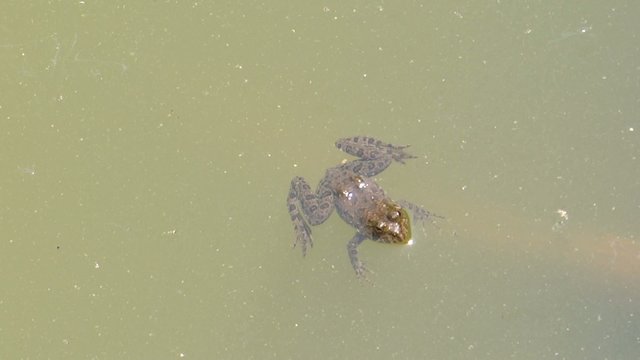 A frog id sleeping in a pond