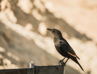 portrait of a gray bird