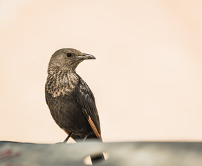 portrait of a gray bird