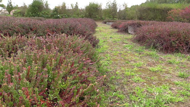 Cranberry mossberry berry plants grow in garden plantation