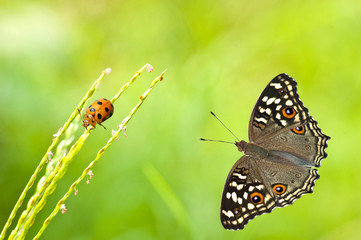 butterfly and bug