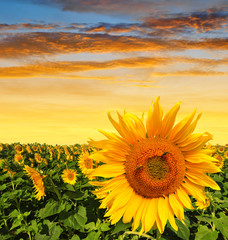Fototapeta premium Sunflower field in the sunset. Spring landscape.