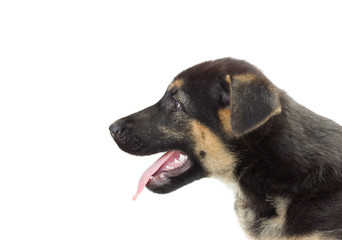 muzzle dog on white background