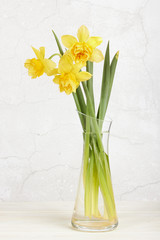 Yellow Colored Daffodil Flowers on White Background