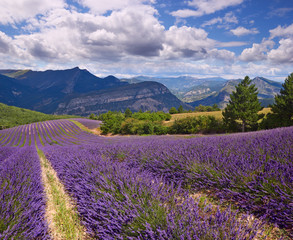 Naklejka na ściany i meble lavender field Summer landscape