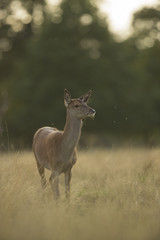 Red deer - Cervus elaphus