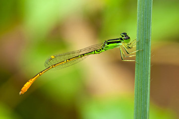 Dragonfly on leaf