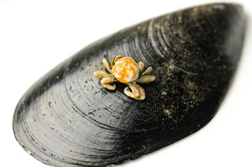 Close -up of Pea crab on a mussel shel