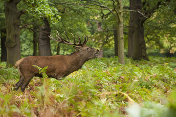 Red deer - Cervus elaphus