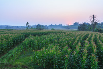 Fototapeta na wymiar agriculture farm corn area