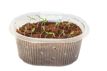Seedlings of tomatoes in the box. Isolated object