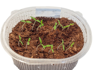 Seedlings of tomatoes in the box. Isolated object