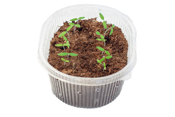 Seedlings of tomatoes in the box. Isolated object