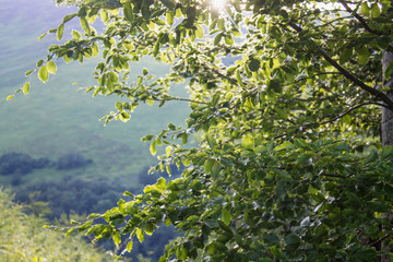 green plant in sunlight